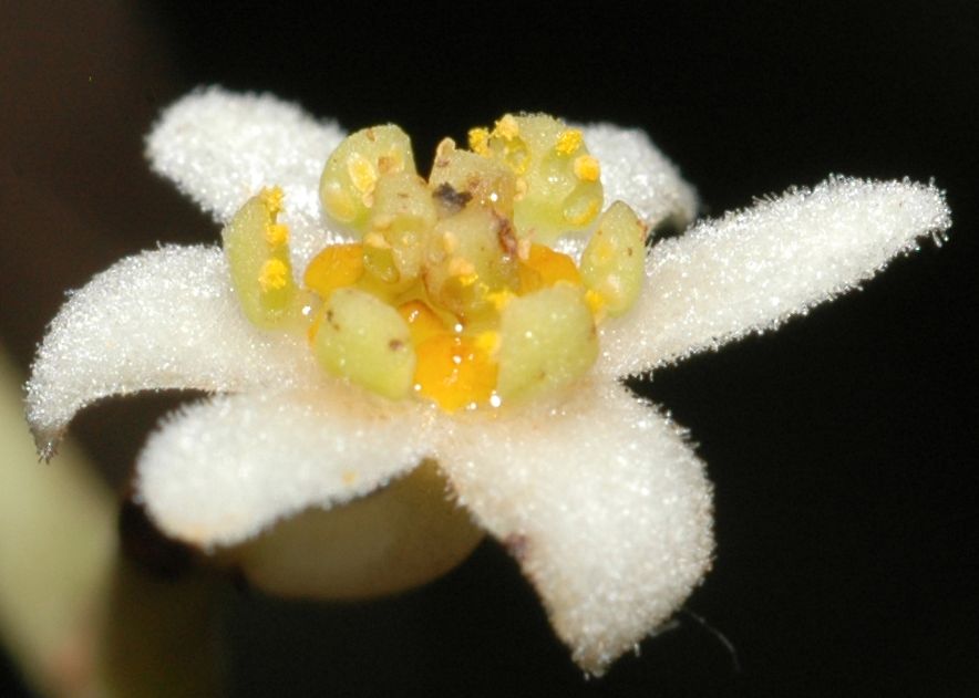 Lauraceae Ocotea 