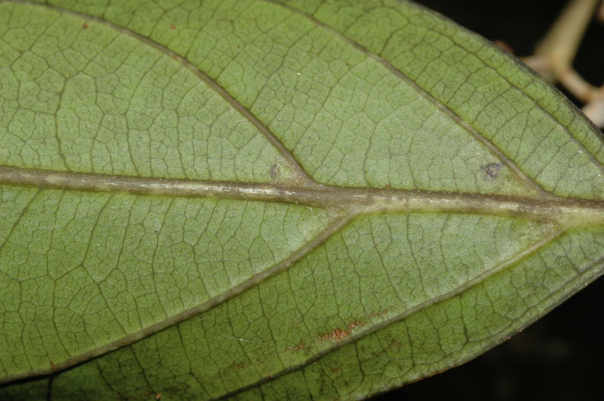Lauraceae Ocotea 