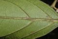 image of Ocotea 