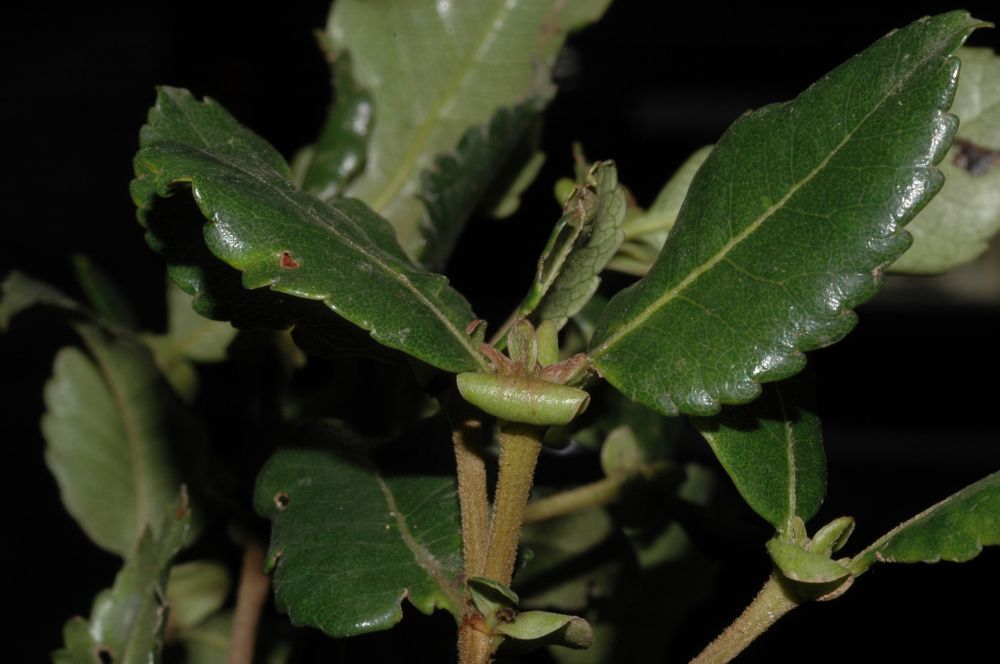 Cunoniaceae Weinmannia fagaroides