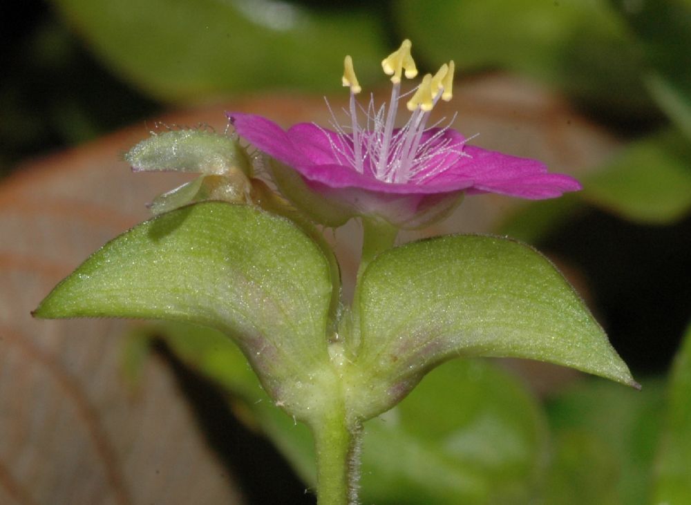 Commelinaceae Tripogandra purpurascens