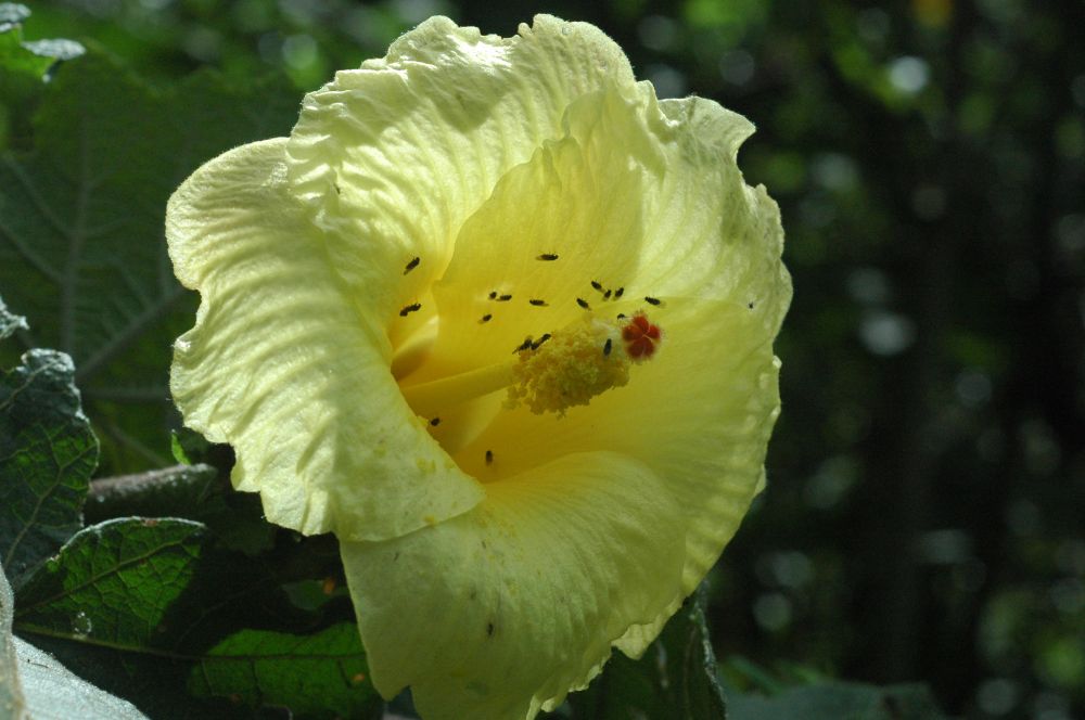 Malvaceae Wercklea lutea