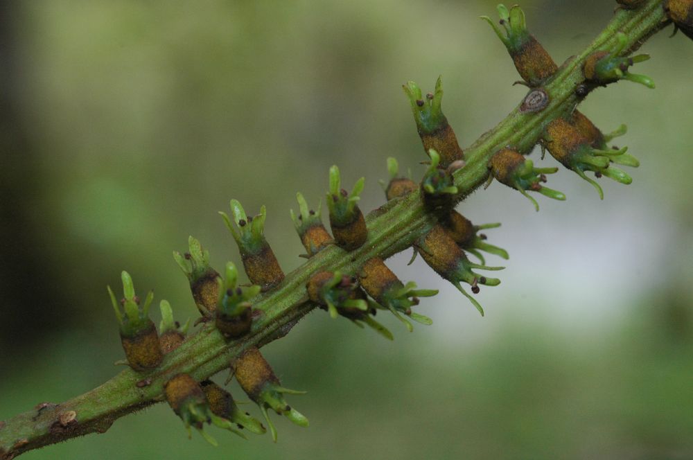 Juglandaceae Alfaroa costaricensis