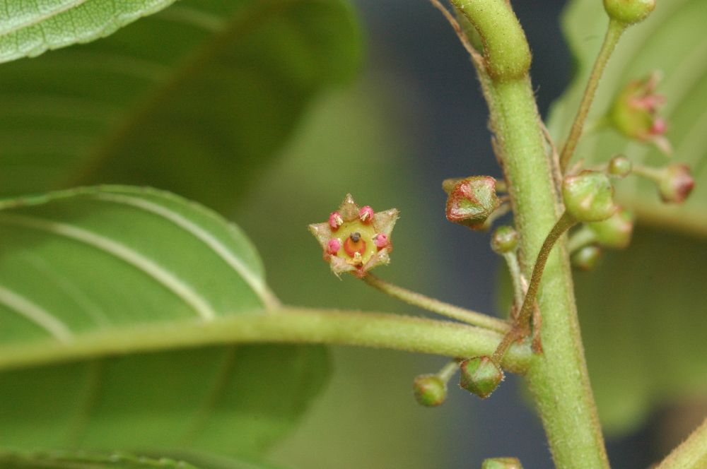 Rhamnaceae Rhamnus oreodendron