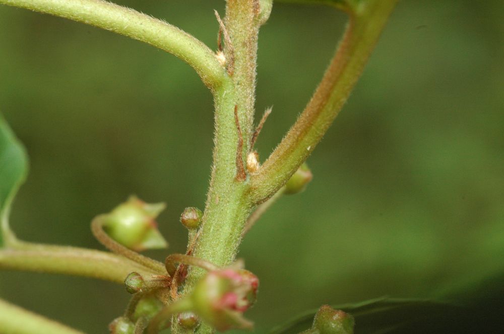 Rhamnaceae Rhamnus oreodendron