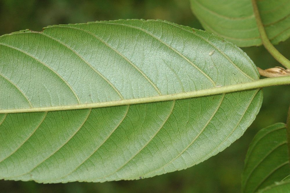 Rhamnaceae Rhamnus oreodendron