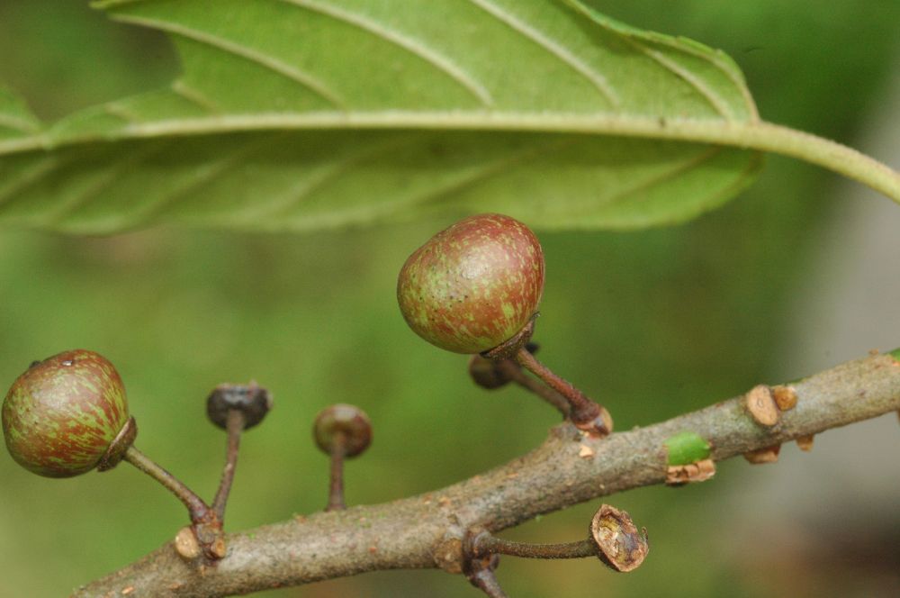 Rhamnaceae Rhamnus oreodendron