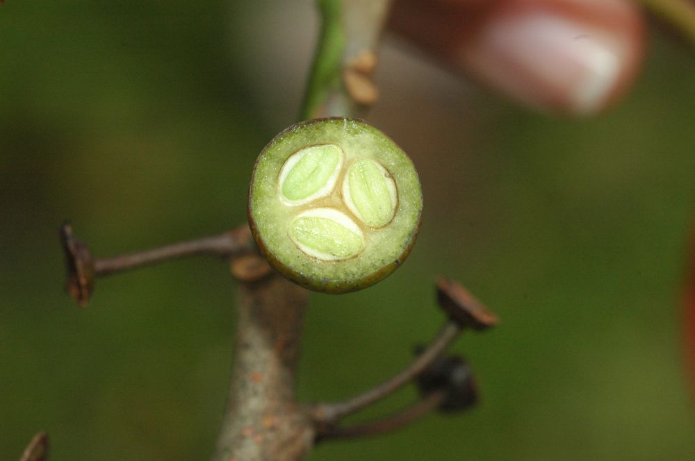 Rhamnaceae Rhamnus oreodendron