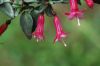 image of Fuchsia microphylla