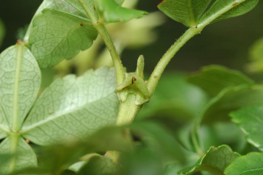Cunoniaceae Weinmannia pinnata