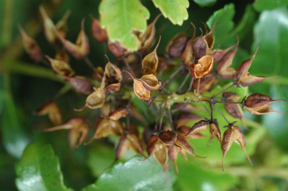 Cunoniaceae Weinmannia pinnata