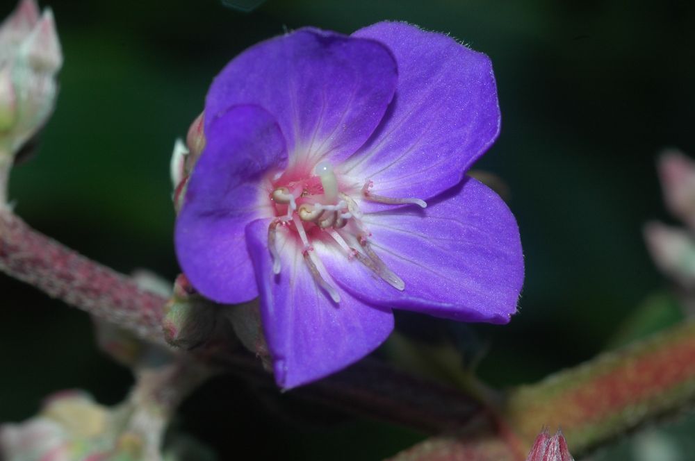 Melastomataceae Tibouchina heteromala