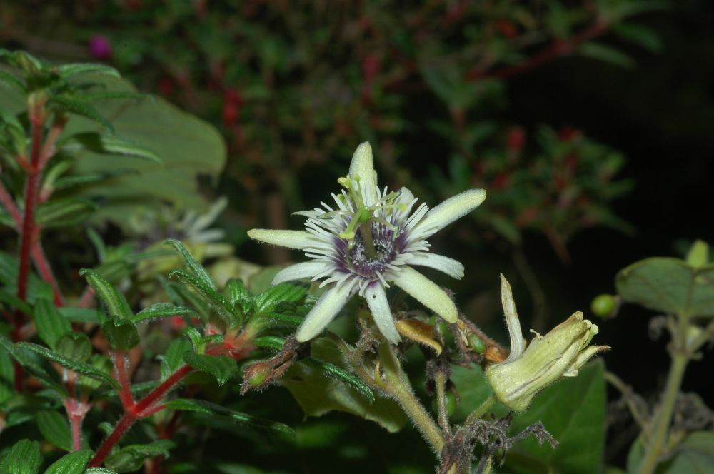 Passifloraceae Passiflora 