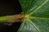 image of Croton 