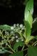 image of Miconia tonduzii