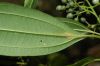 image of Miconia tonduzii