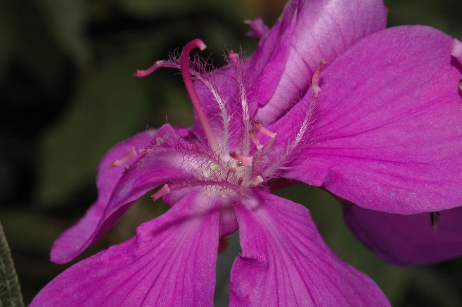 Melastomataceae Tibouchina stenocarpa