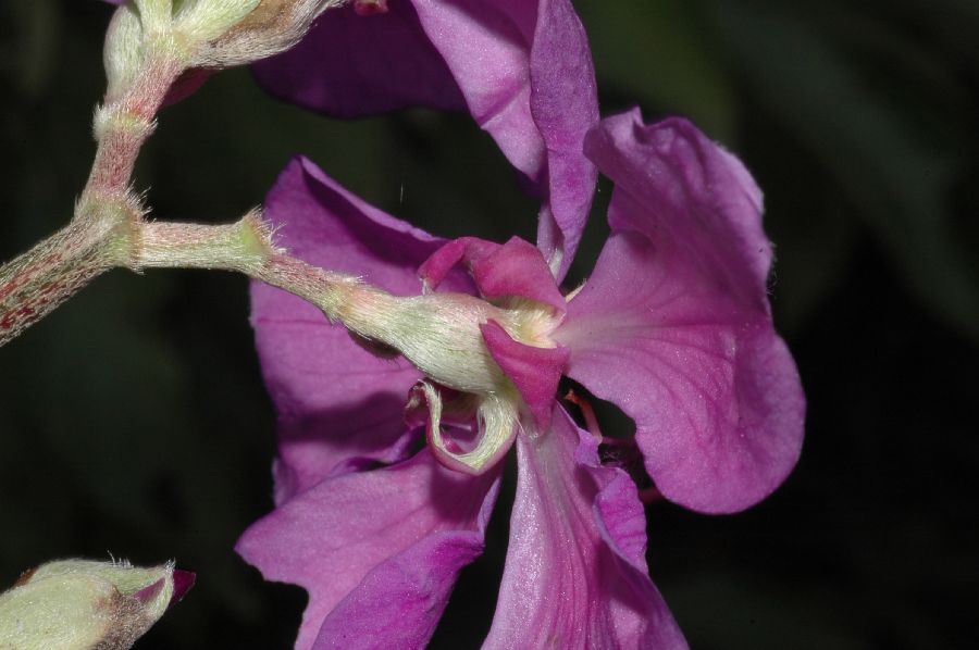 Melastomataceae Tibouchina stenocarpa