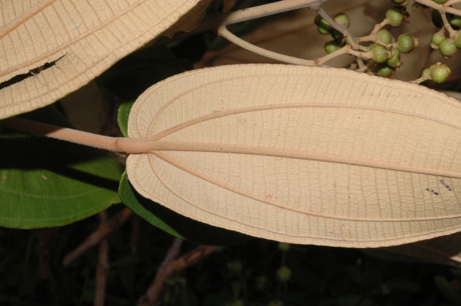 Melastomataceae Miconia sessilifolia