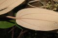 image of Miconia sessilifolia