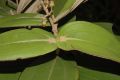 image of Miconia sessilifolia