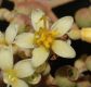 image of Miconia sessilifolia