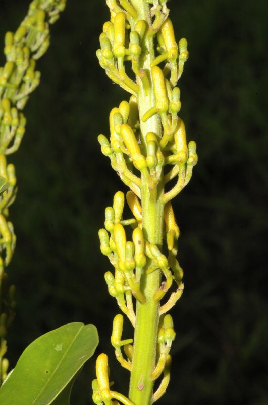 Vochysiaceae Vochysia mapiriensis