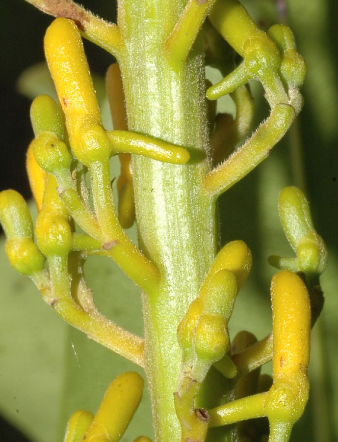 Vochysiaceae Vochysia mapiriensis