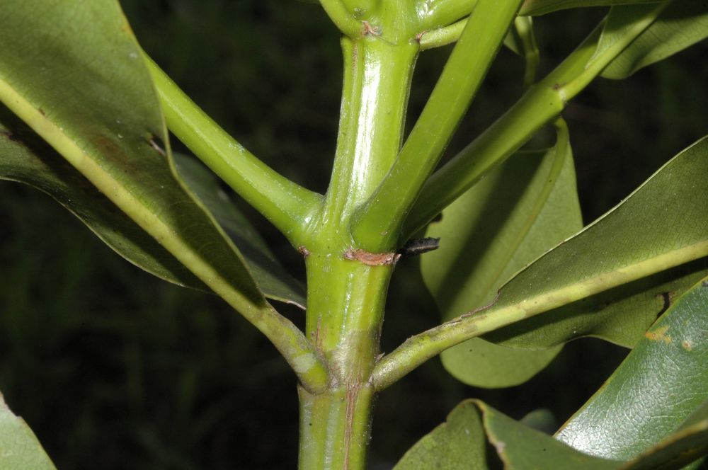 Vochysiaceae Vochysia mapiriensis
