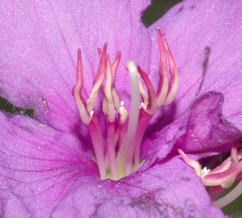 Melastomataceae Tibouchina gracilis