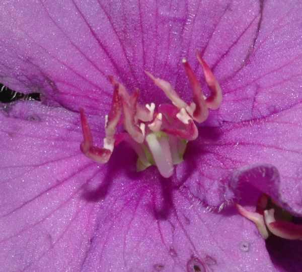 Melastomataceae Tibouchina gracilis
