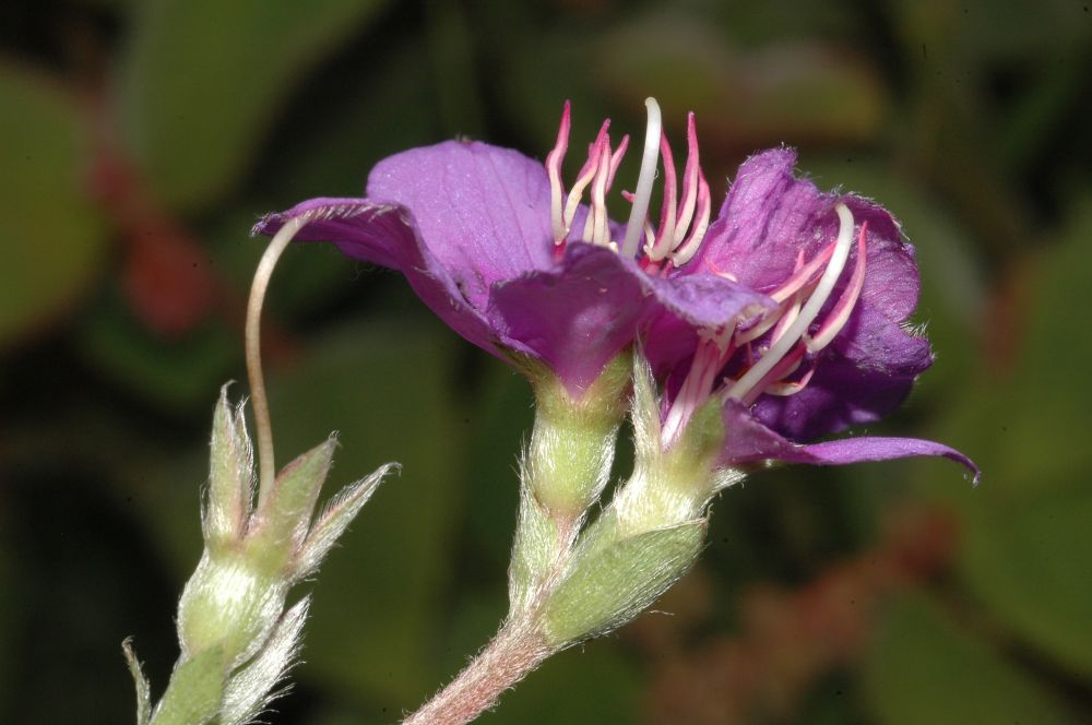 Melastomataceae Tibouchina gracilis
