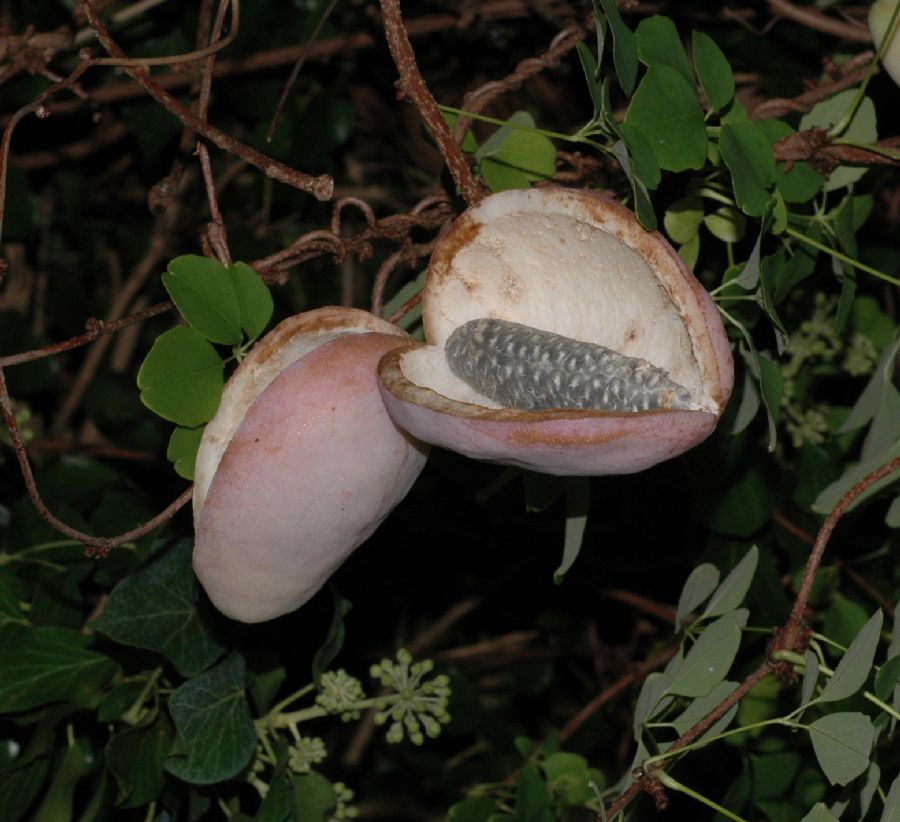 Lardizabalaceae Akebia quinata