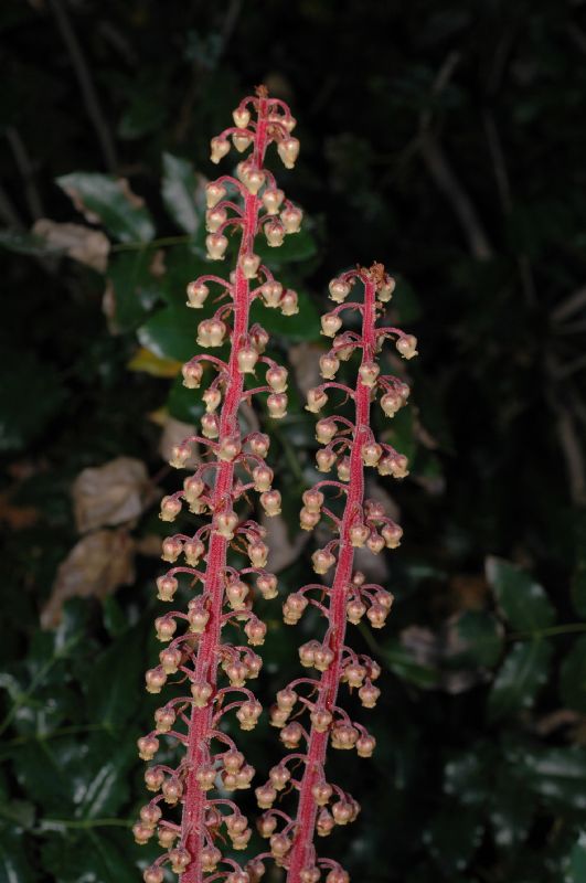 Ericaceae Pterospora andromedea