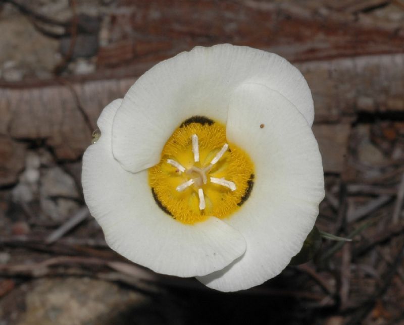 Liliaceae Calochortus 