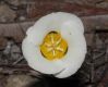 image of Calochortus 