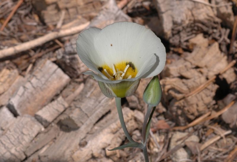 Liliaceae Calochortus 