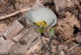 image of Calochortus 
