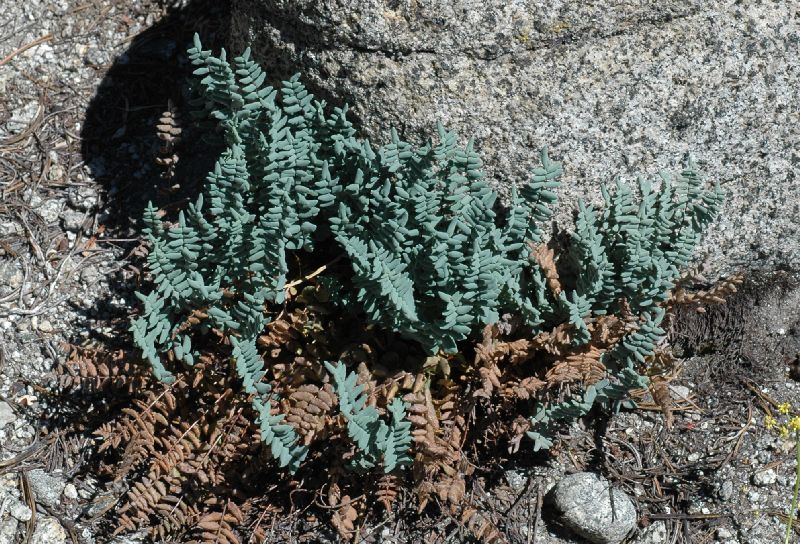 Pteridaceae Pellaea 