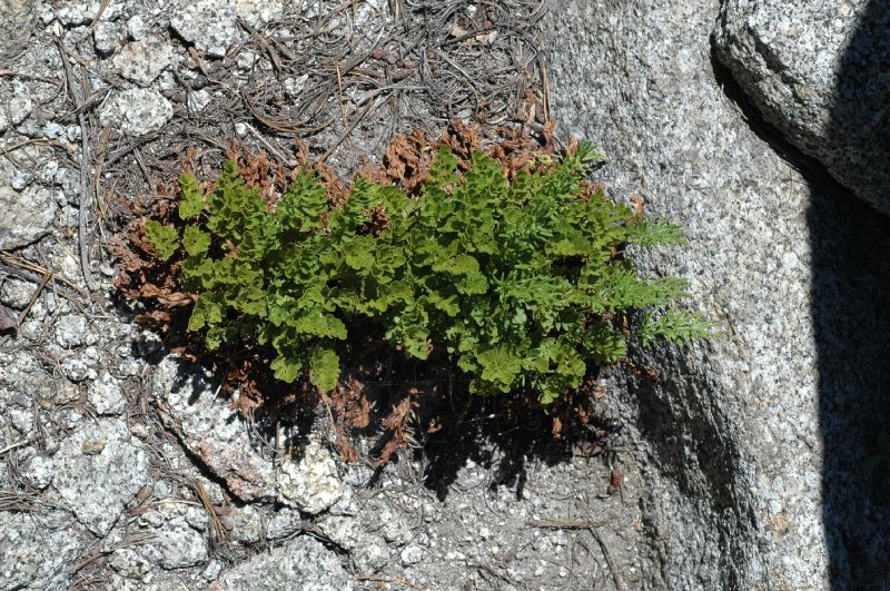 Pteridaceae Cryptogramma acrostichoides