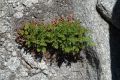 image of Cryptogramma acrostichoides