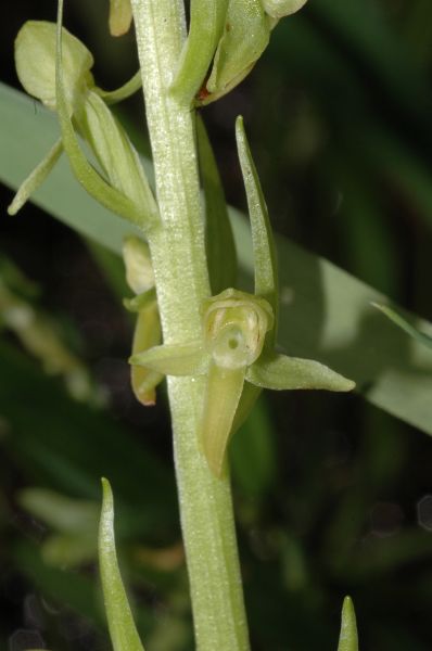Orchidaceae Platanthera sparsiflora