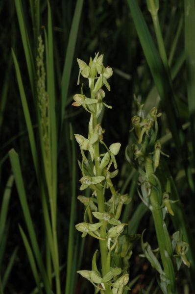 Orchidaceae Platanthera sparsiflora