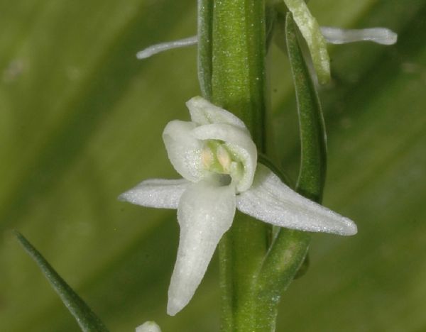 Orchidaceae Platanthera leucostachys