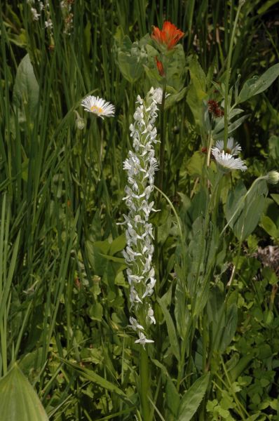 Orchidaceae Platanthera leucostachys