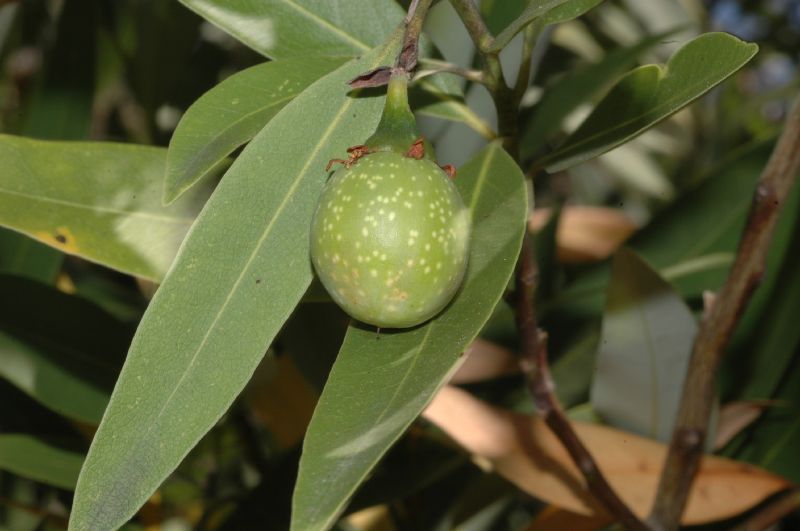 Lauraceae Umbellularia californica