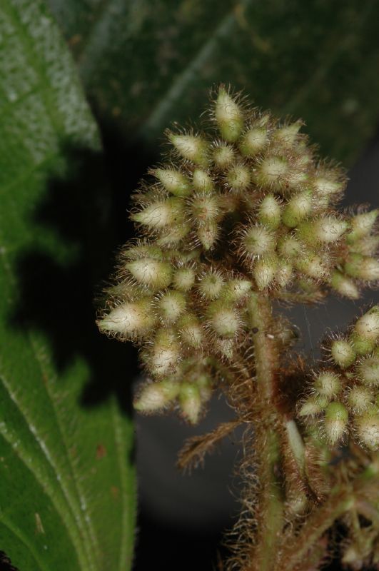 Melastomataceae Conostegia setosa