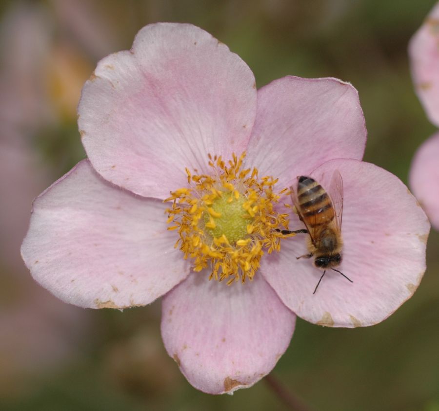 Ranunculaceae Anemone tomentosa