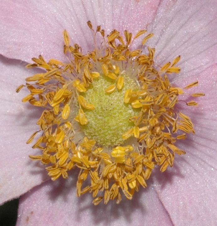 Ranunculaceae Anemone tomentosa