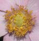 image of Anemone tomentosa
